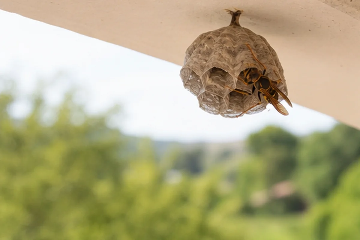 Avispa asiática (velutina) en Valldoreix